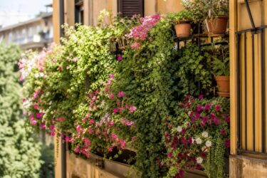 8 piante ricadenti che reggono il sole e cambiano faccia al balcone