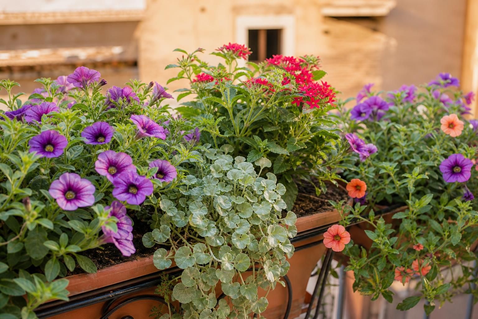 8 piante ricadenti che reggono il sole e cambiano faccia al balcone - dettaglio