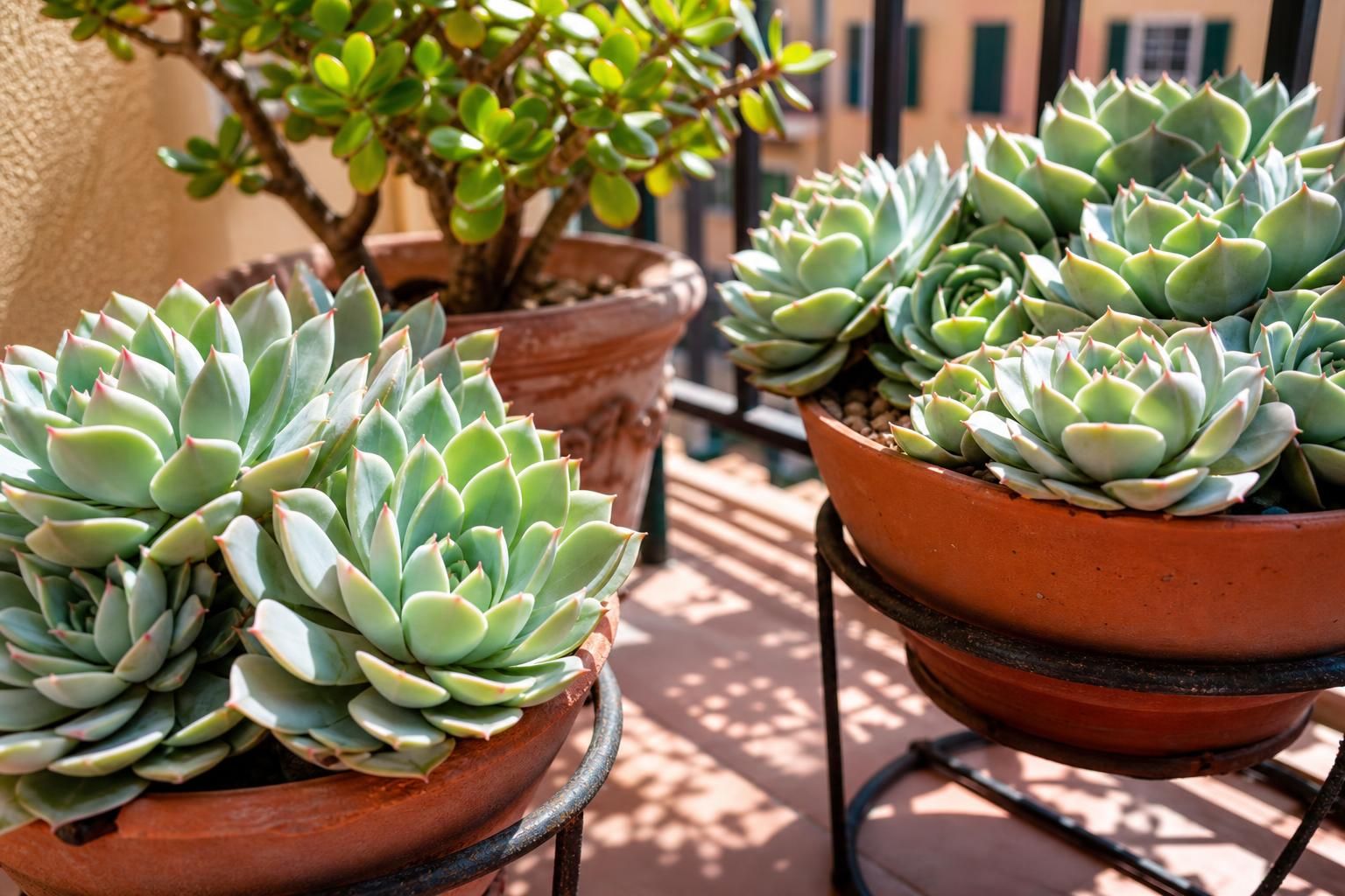 Balcone rovente? Le piante grasse che reggono il sole senza soffrire - dettaglio