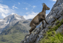 Camoscio che si arrampica su una parete rocciosa in un luminoso paesaggio alpino, immagine di copertina dedicata ai Big Five delle Alpi e ai luoghi dove osservarli