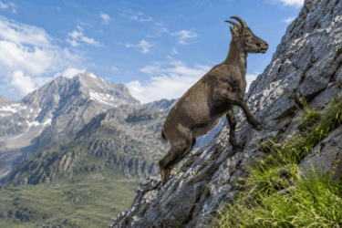 I Big Five delle Alpi: dove vedere stambecco, camoscio, gipeto, aquila reale e marmotta