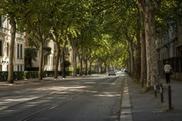 Dove ci sono più alberi in Italia e perché cambia la vita in città