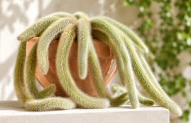 Sembra una coda di scimmia, ma è un cactus: come coltivare il sorprendente Cleistocactus colademononis