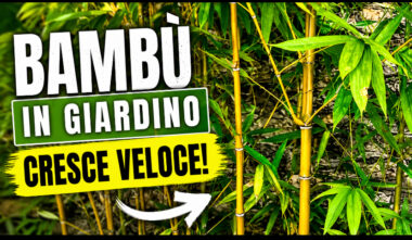 Ho piantato il bambù per nascondere il giardino: ecco cosa è successo.