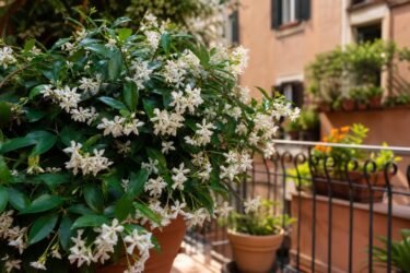 Falso gelsomino in terrazzo: dove metterlo per avere più fiori