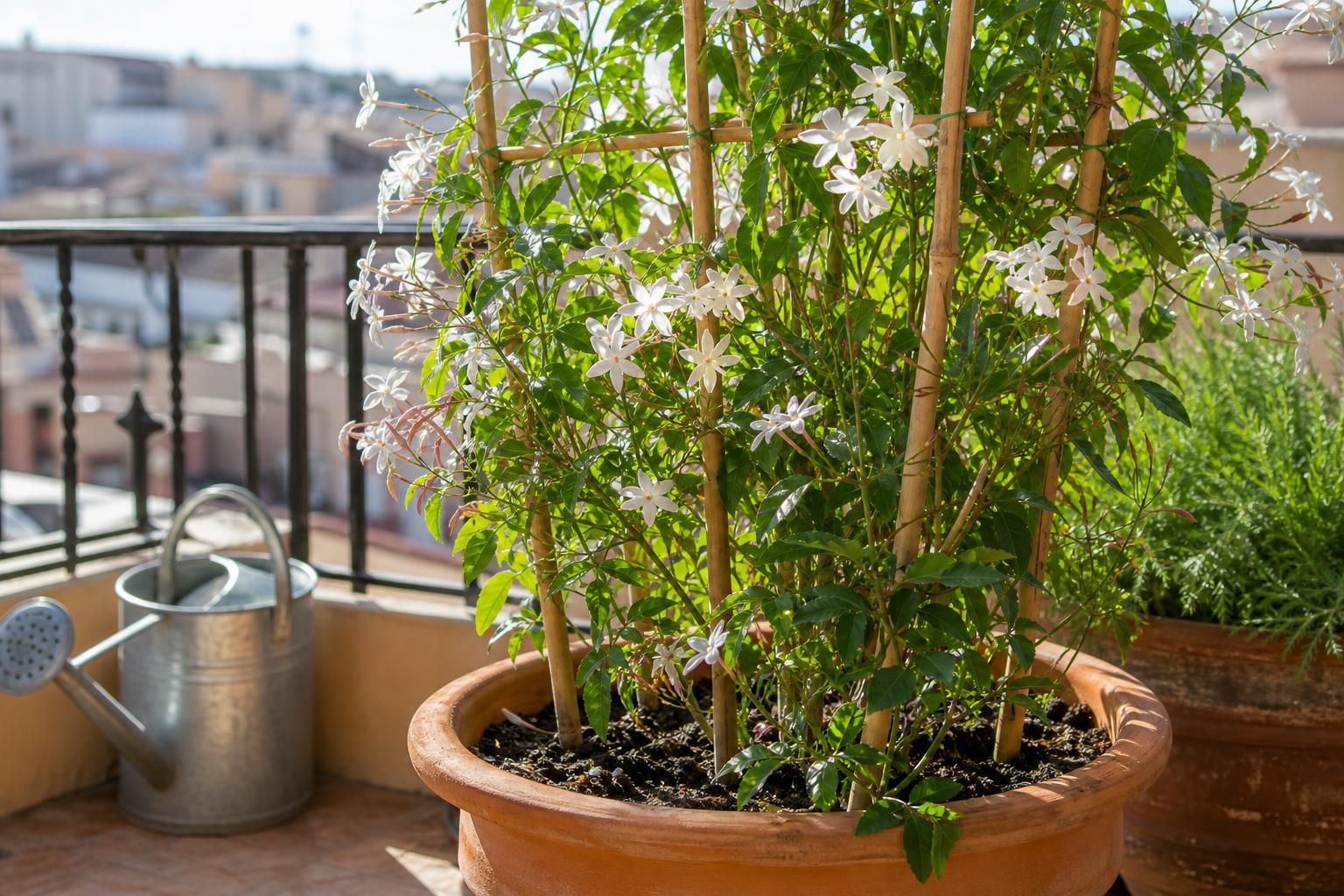 Falso gelsomino in terrazzo: dove metterlo per avere più fiori - dettaglio