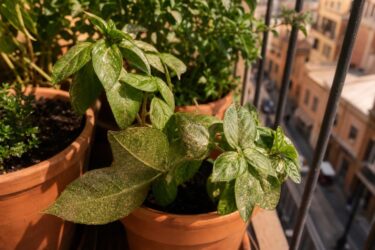 Foglie spente e ragnatele sottili? I rimedi naturali contro il ragnetto rosso