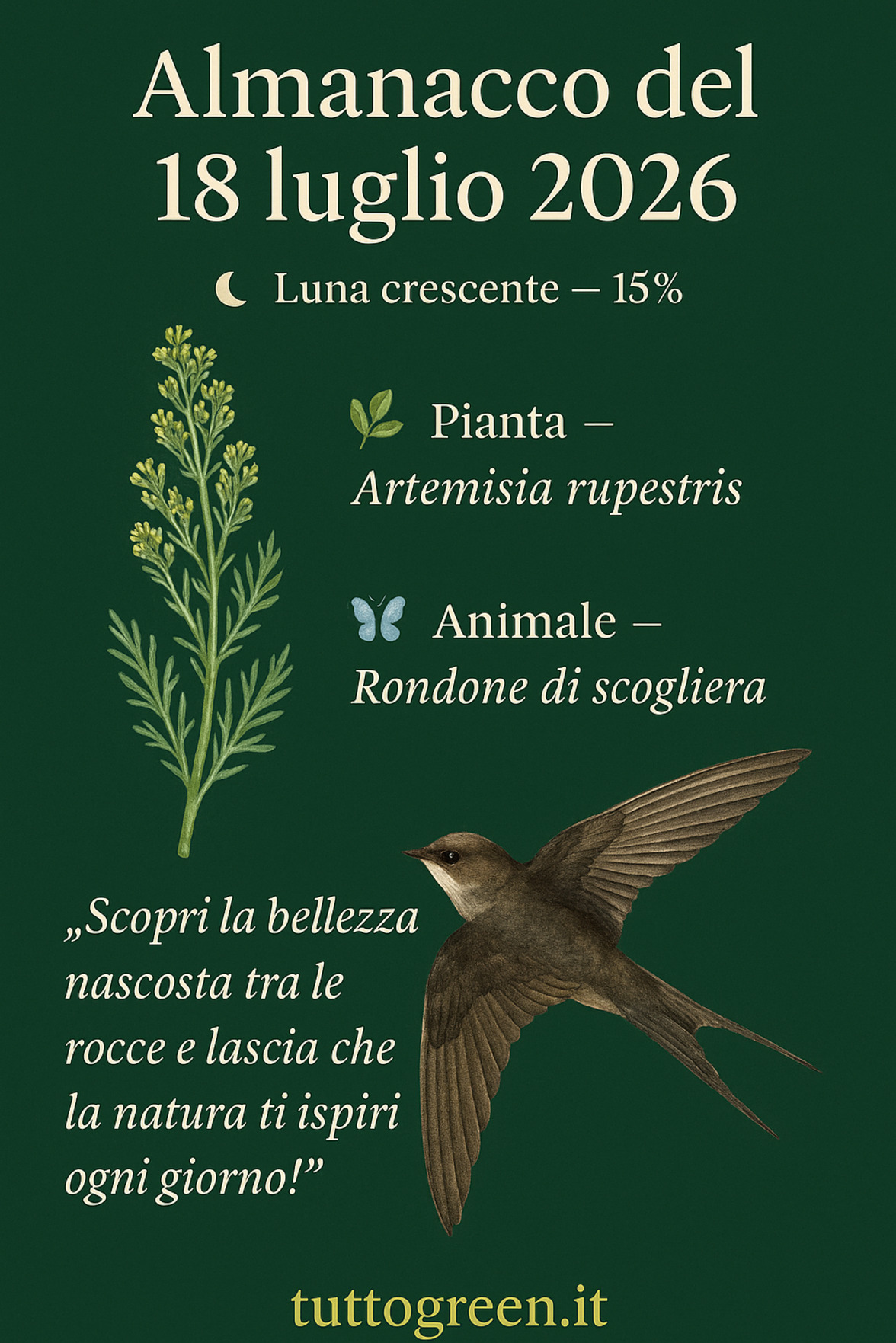 Infografica Almanacco del 18 luglio 2026 — Artemisia rupestris e Rondone di scogliera