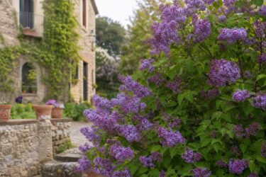 Lillà in giardino o in vaso: dove cresce meglio e come farlo fiorire