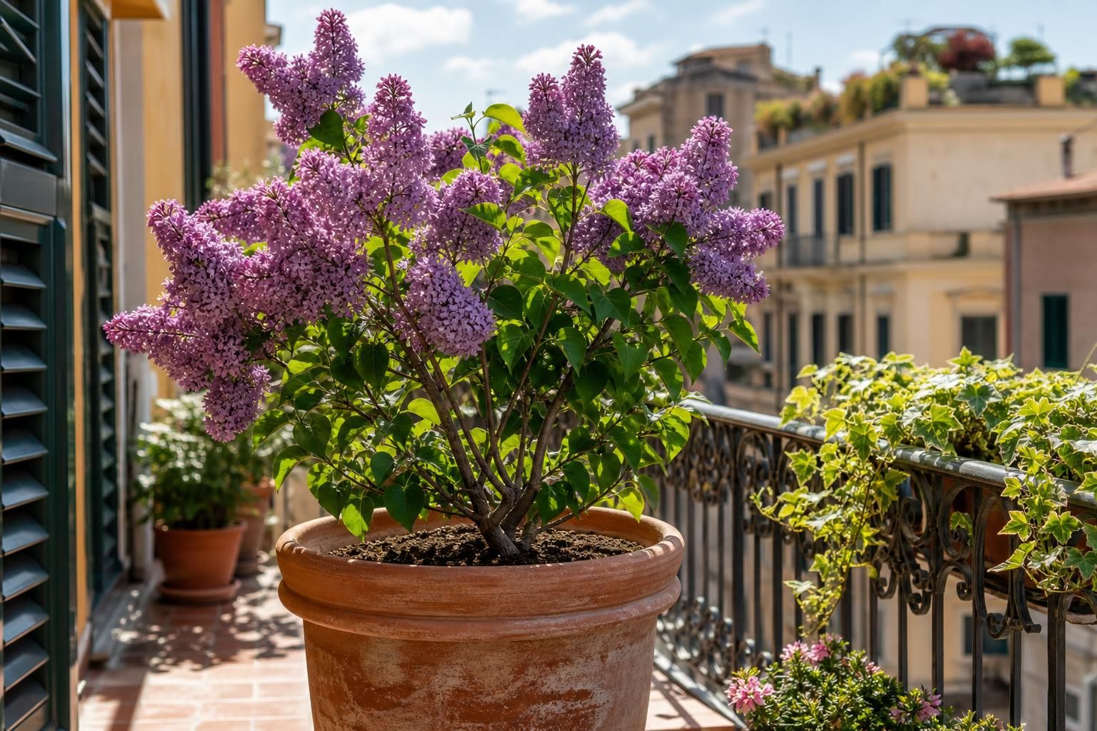 Lillà in giardino o in vaso: dove cresce meglio e come farlo fiorire - dettaglio
