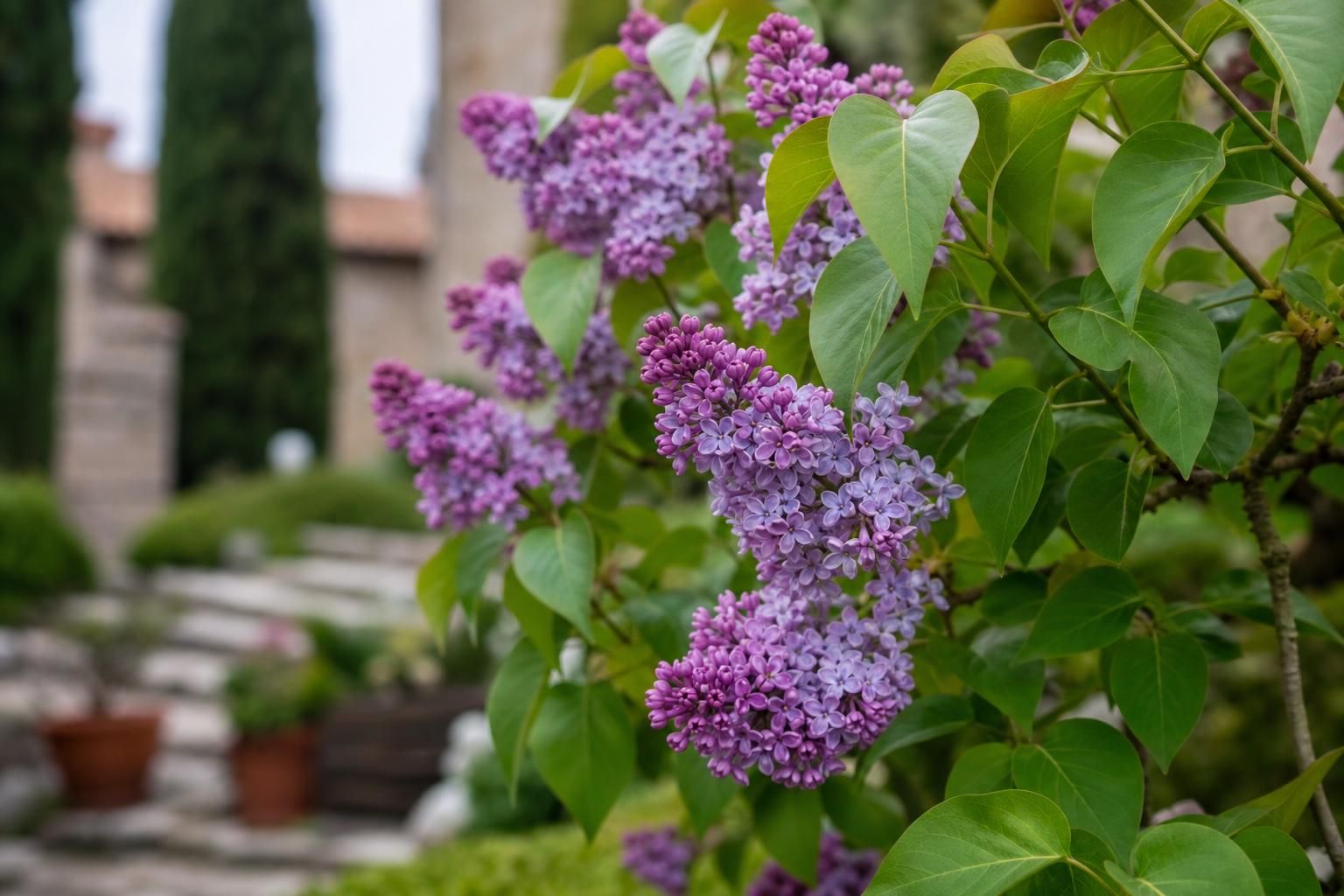 Lillà in giardino o in vaso: dove cresce meglio e come farlo fiorire - approfondimento