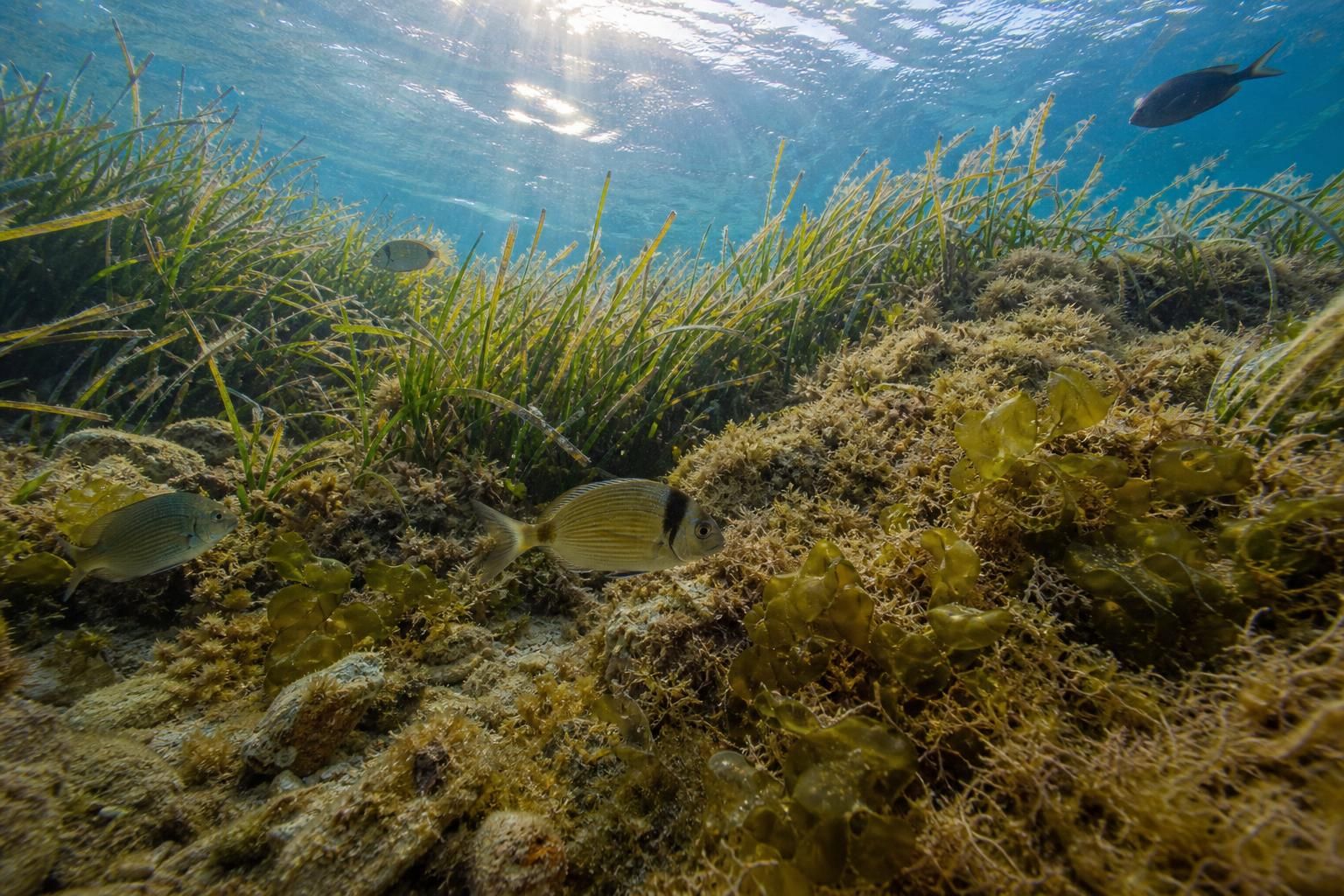 Il Mediterraneo si scalda e cambia volto: cosa sta succedendo al mare - dettaglio