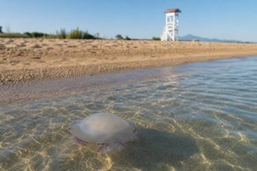 Hai toccato una medusa? I 5 errori da evitare per calmare la pelle