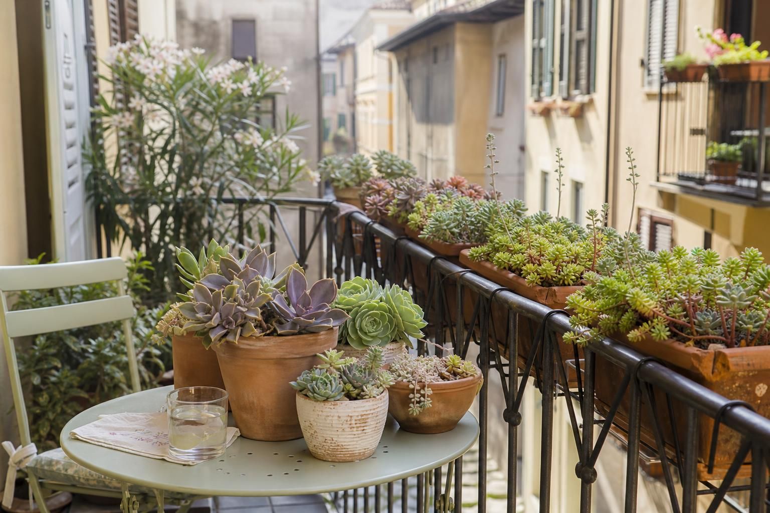 Le piante grasse che resistono anche se te ne dimentichi - dettaglio