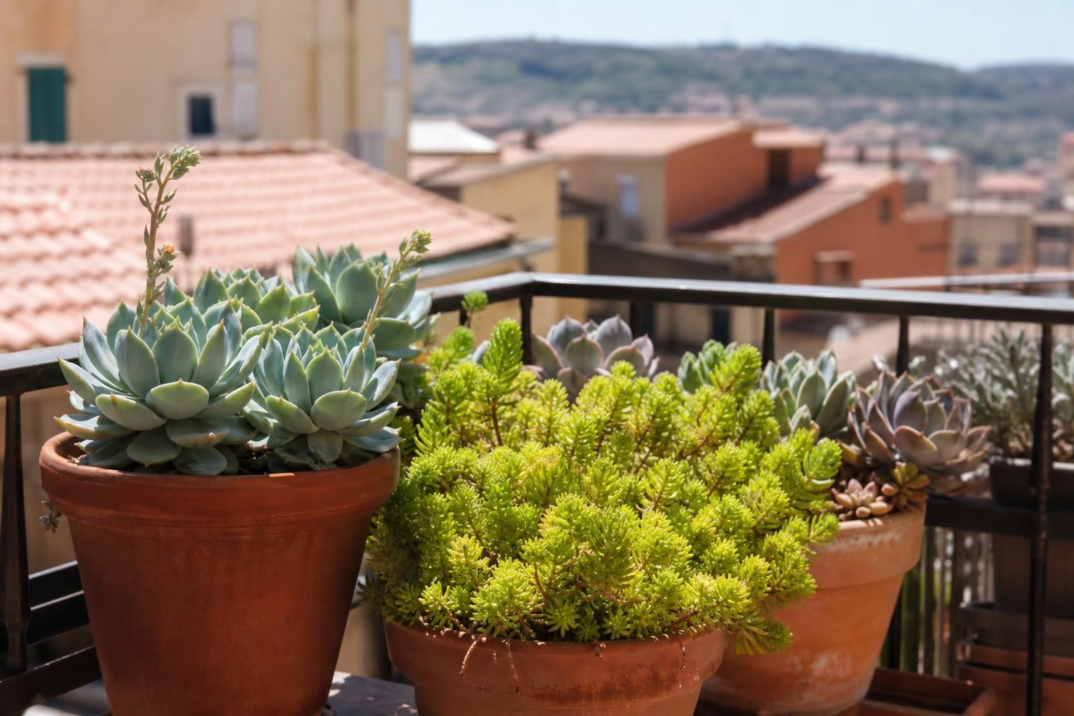 Le piante grasse che resistono anche se ti dimentichi di annaffiarle - dettaglio