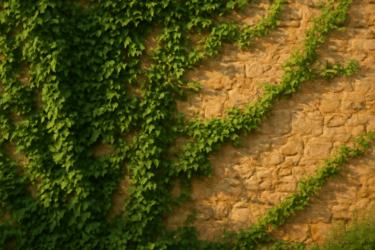 Un muro grigio diventa verde in una stagione: scopri come!