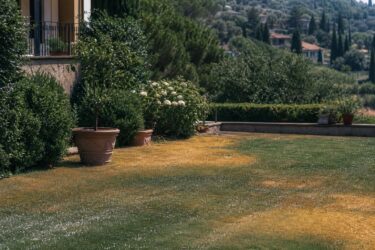 Prato bruciato dal caldo? I gesti giusti per farlo ripartire
