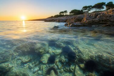 Ricci di mare in Puglia: perché lo stop alla pesca può fare la differenza