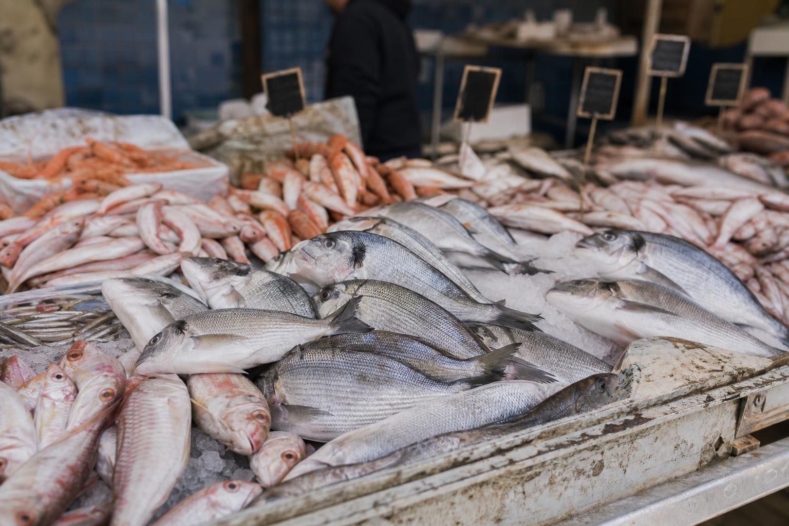 Ricci di mare in Puglia: perché lo stop alla pesca può fare la differenza - dettaglio