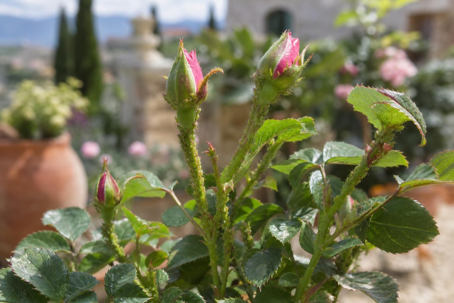Rose piene di afidi? I rimedi naturali che salvano boccioli e foglie