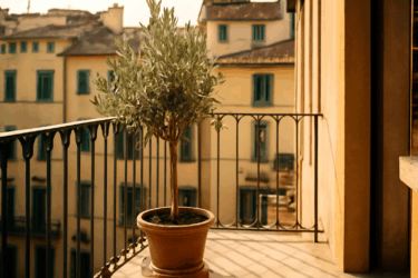 Il tuo ulivo in vaso può fiorire in città? Scopri come!
