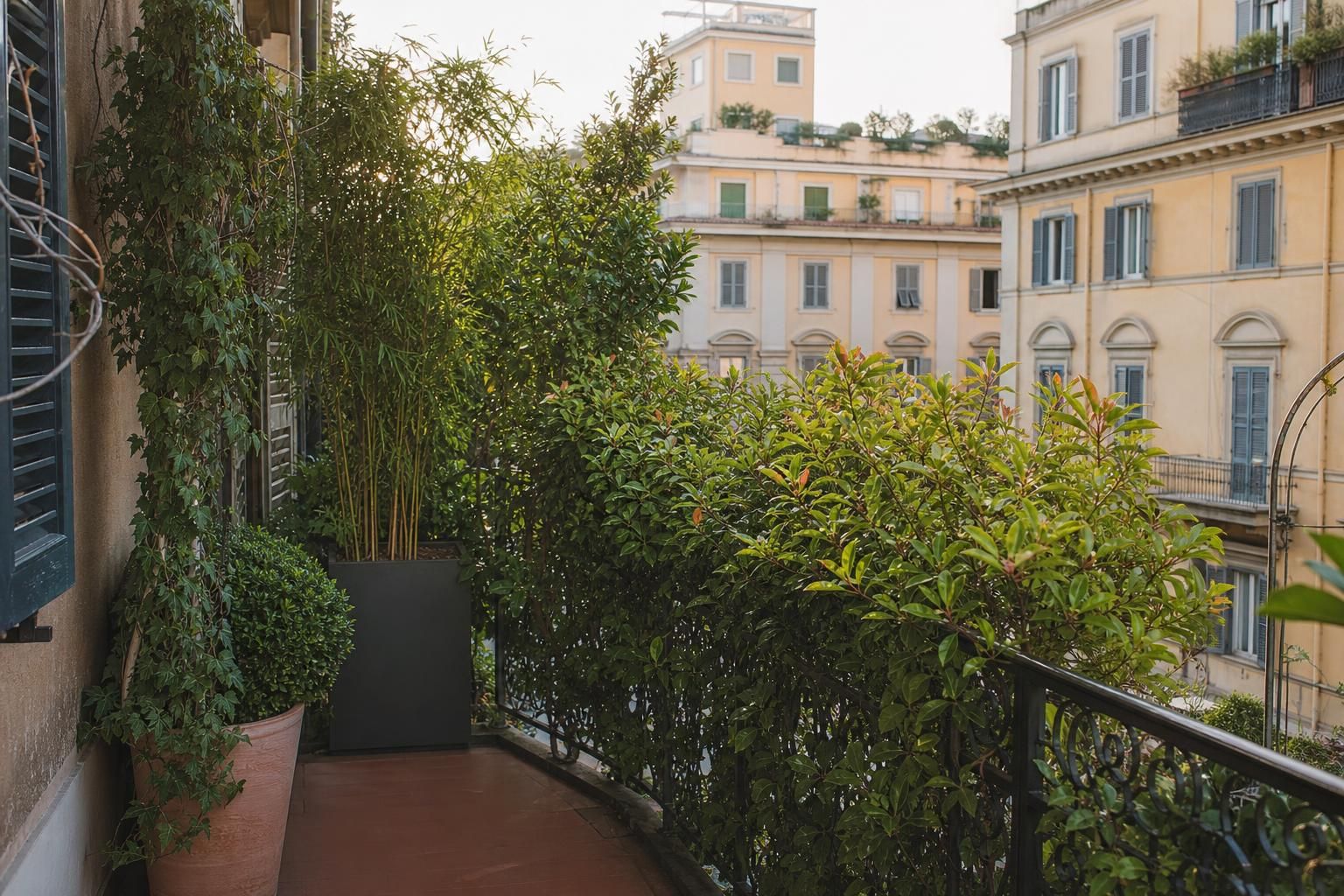 Le 9 piante sempreverdi da balcone che schermano e restano belle tutto l’anno