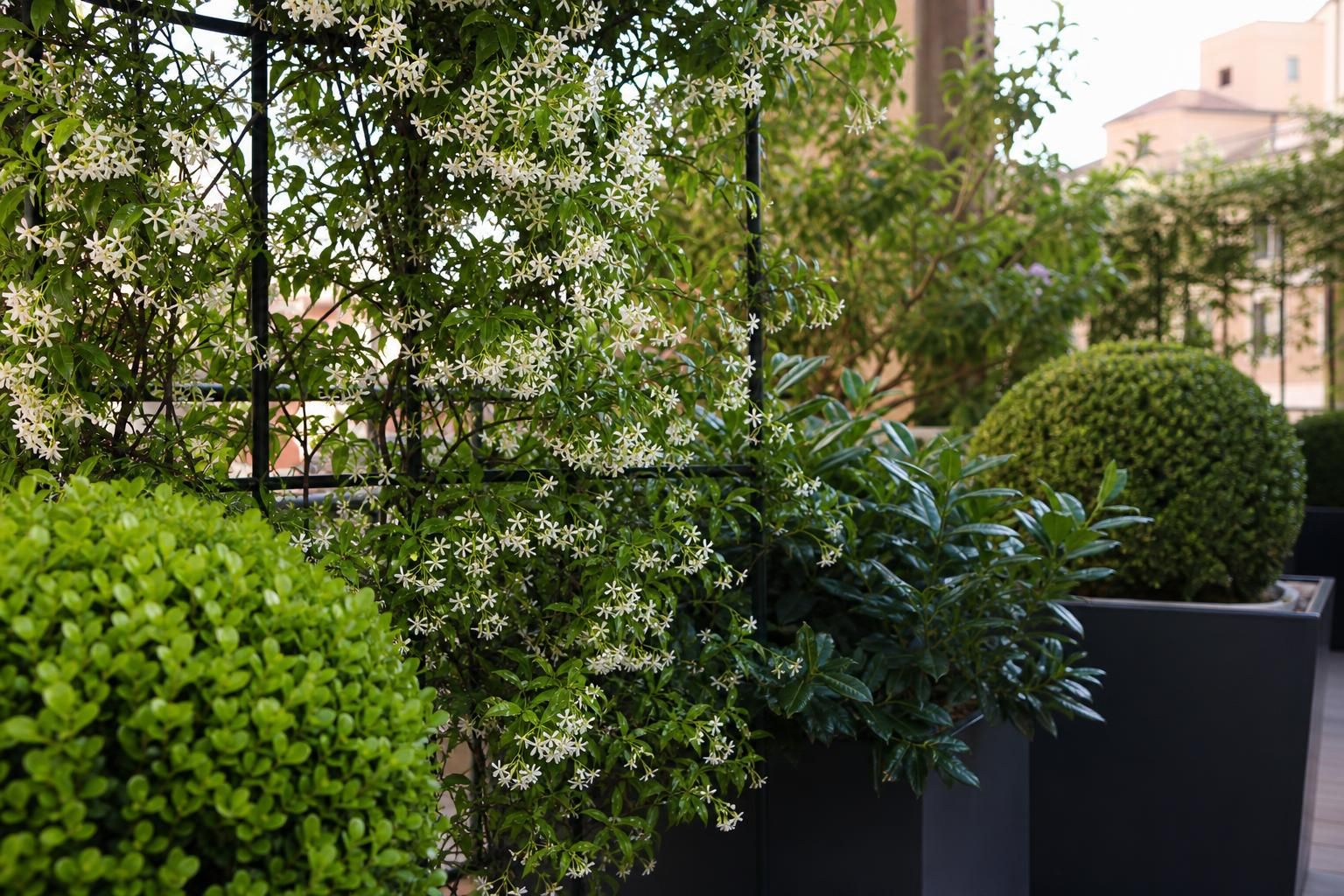 Le 9 piante sempreverdi da balcone che schermano e restano belle tutto l’anno - dettaglio