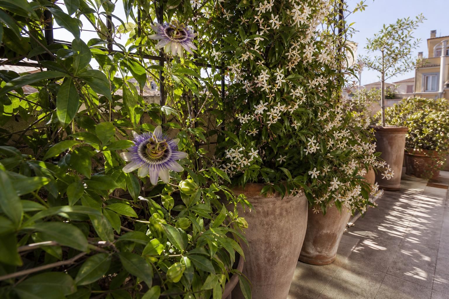 Balcone più fresco in estate: i rampicanti che fanno davvero ombra - dettaglio