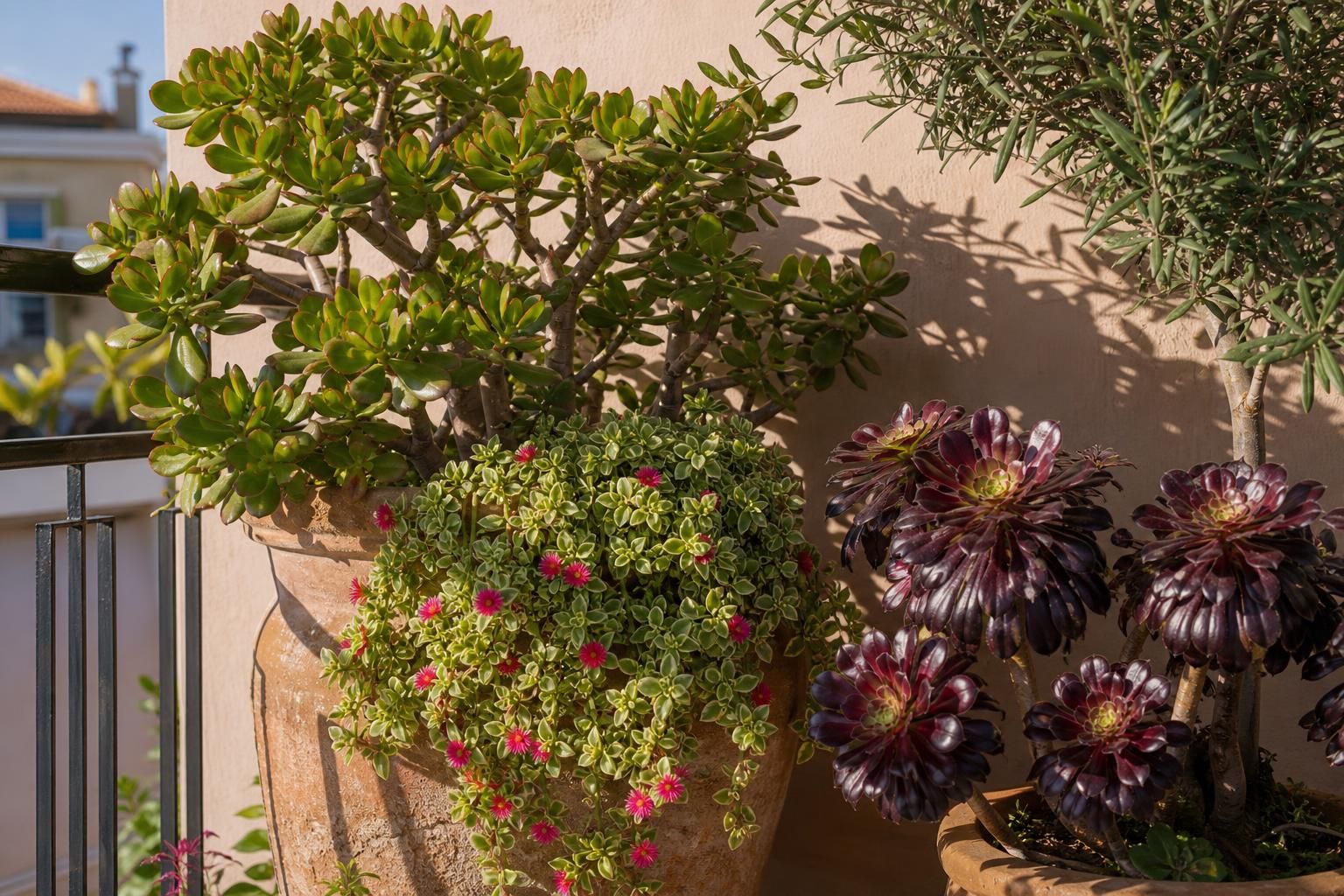 Balcone spoglio? Le piante grasse che lo riempiono in pochi mesi - approfondimento