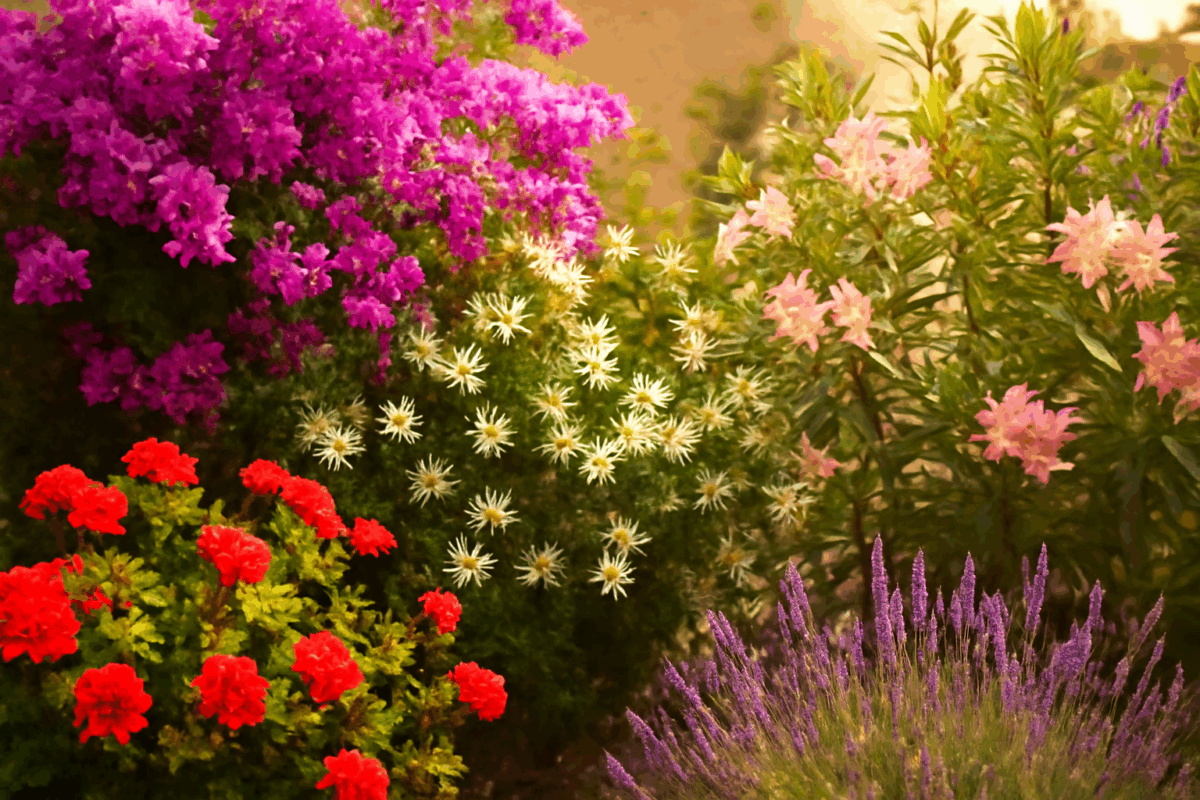 Buganvillea fiorita su balcone mediterraneo