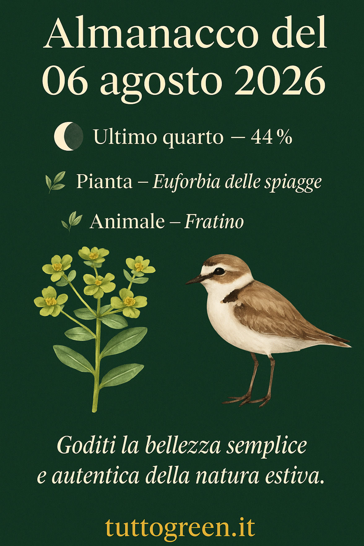 Infografica Almanacco del 06 agosto 2026 — Euforbia delle spiagge e Fratino