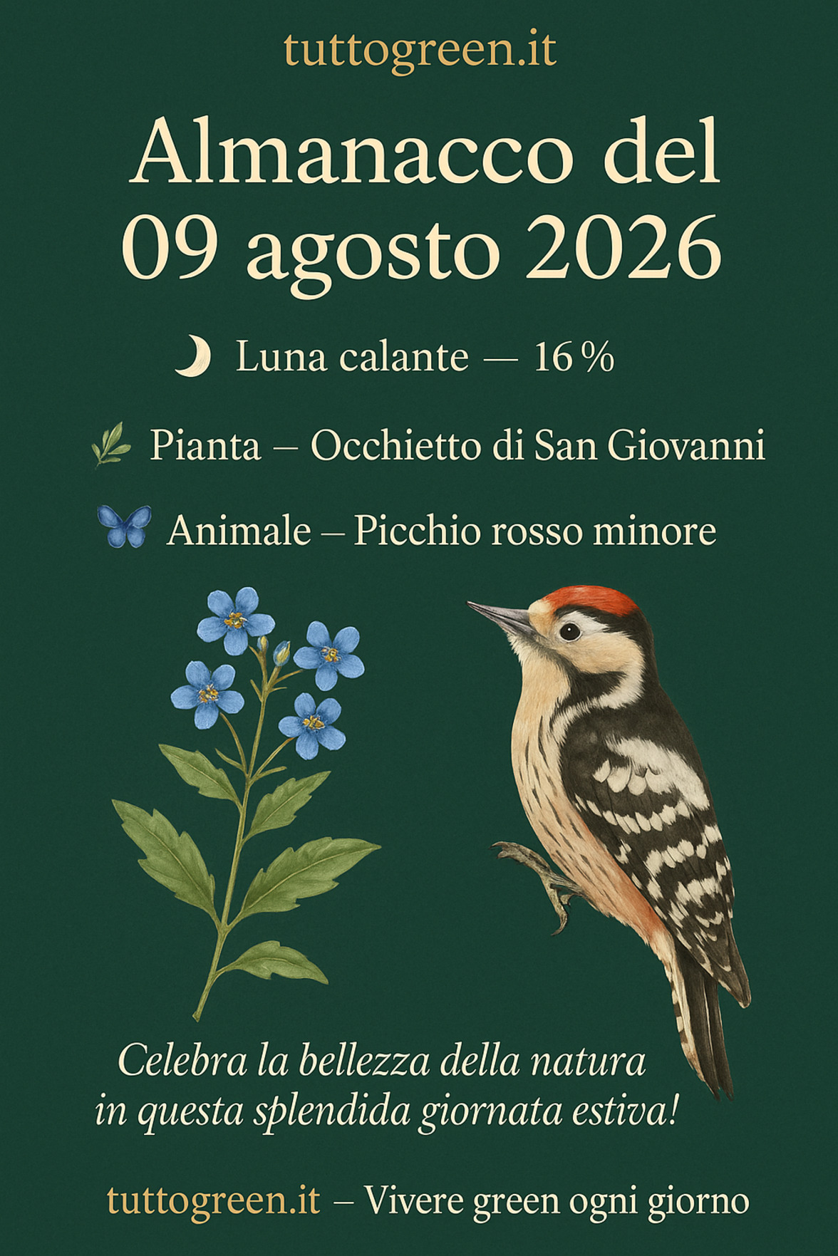 Infografica Almanacco del 09 agosto 2026 — Occhietto di San Giovanni e Picchio rosso minore