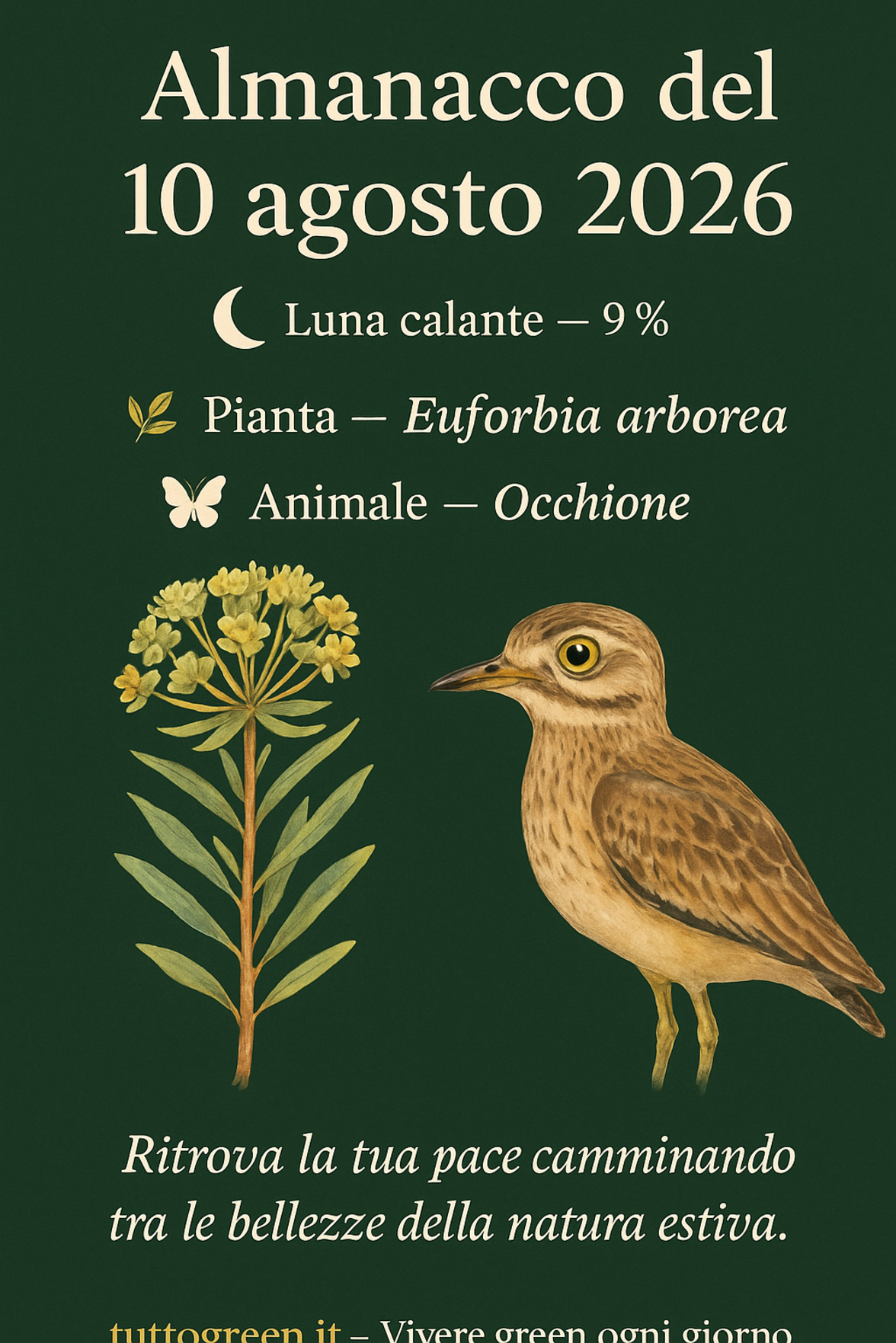 Infografica Almanacco del 10 agosto 2026 — Euforbia arborea e Occhione