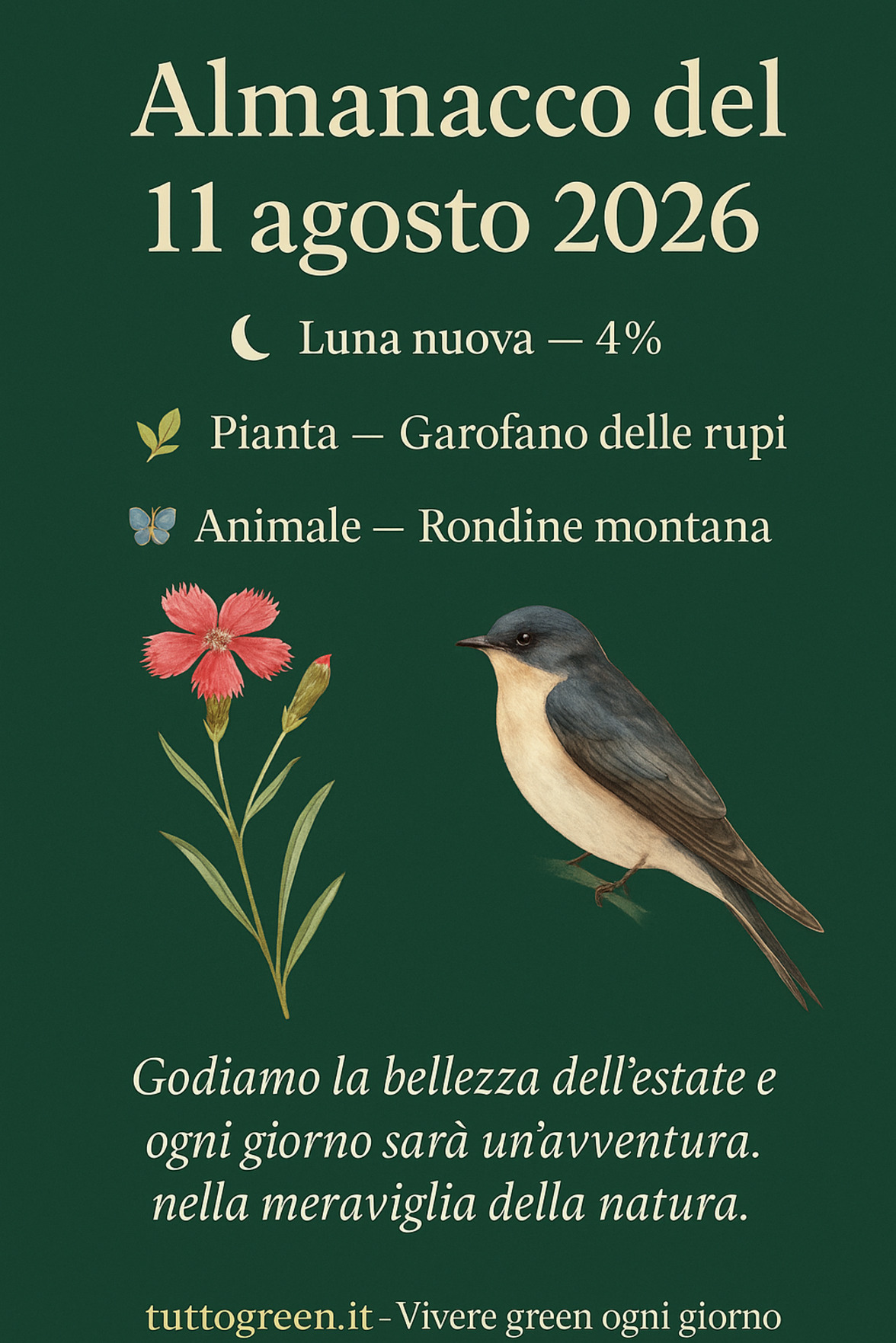 Infografica Almanacco del 11 agosto 2026 — Garofano delle rupi e Rondine montana