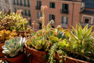 Piante grasse in estate: gli errori che le fanno soffrire di più