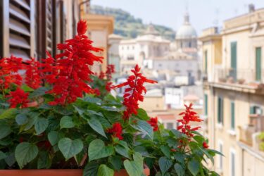 Salvia splendens sempre in fiore: i gesti giusti fino a settembre