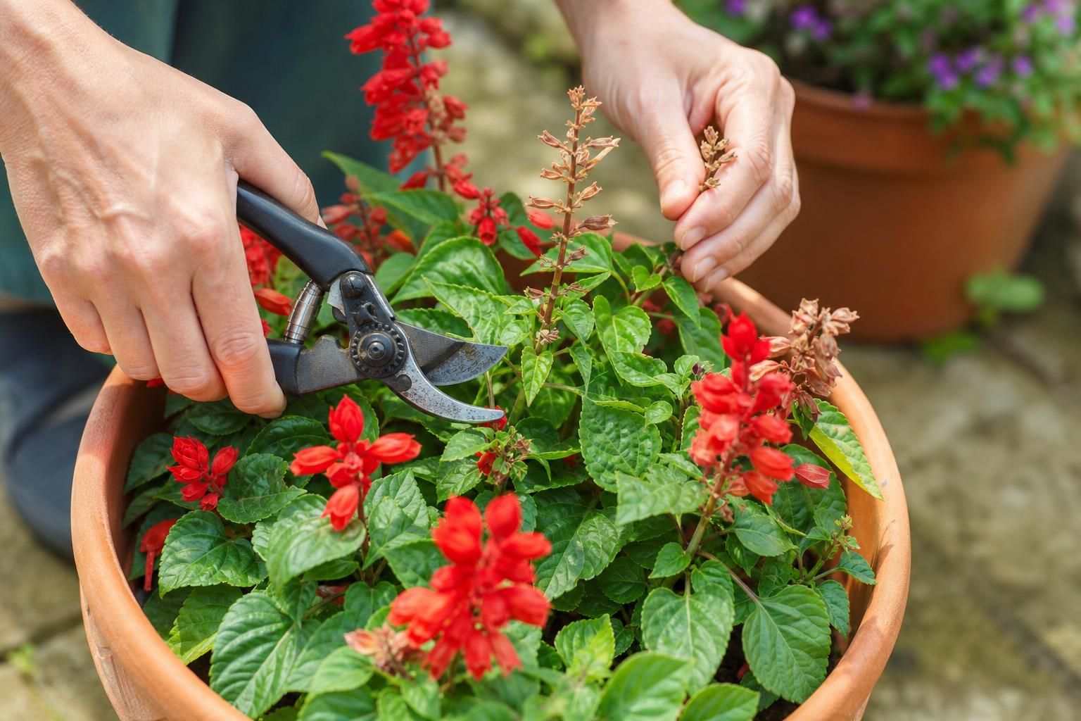 Salvia splendens sempre in fiore: i gesti giusti fino a settembre - dettaglio