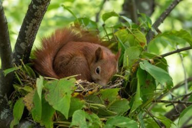 Scoiattoli e sonno: quante ore dormono davvero durante l’anno
