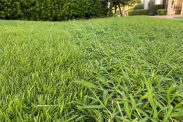 Se nel prato spunta la digitaria, ecco cosa fare prima che si allarghi