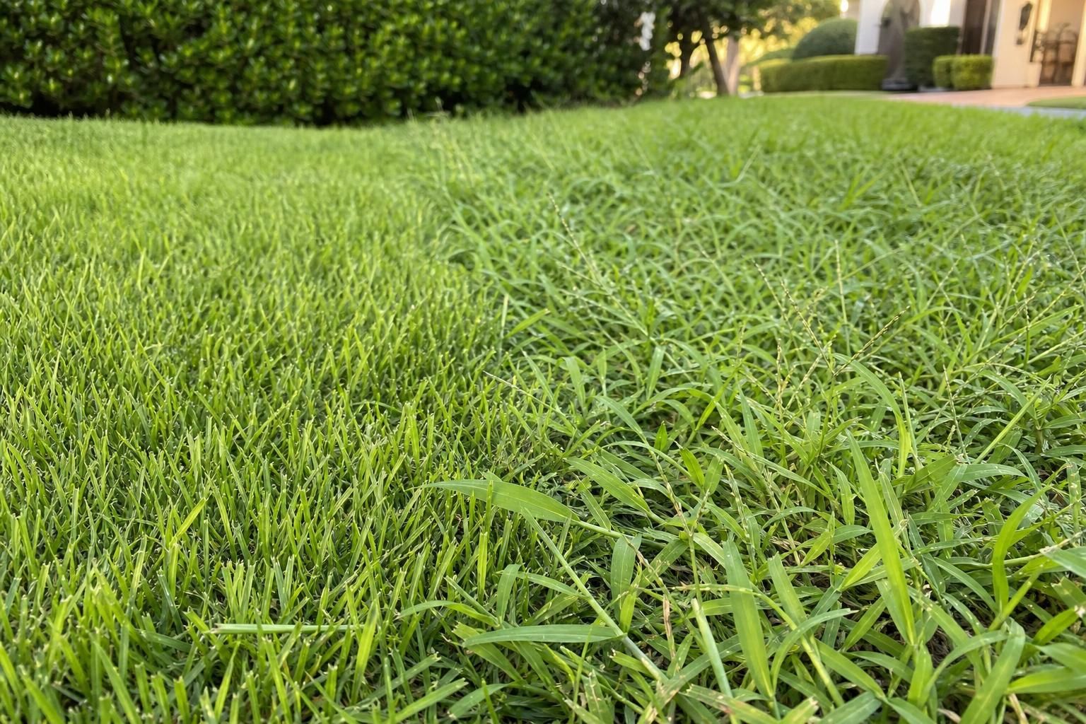 Se nel prato spunta la digitaria, ecco cosa fare prima che si allarghi