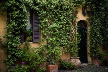 Facciata brutta? 6 rampicanti veloci che la coprono con il verde