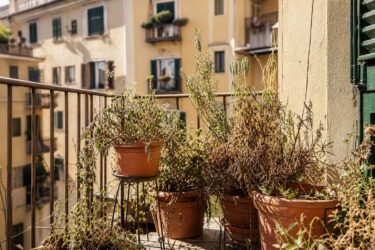 Piante rovinate dopo le vacanze? I passi giusti per farle riprendere